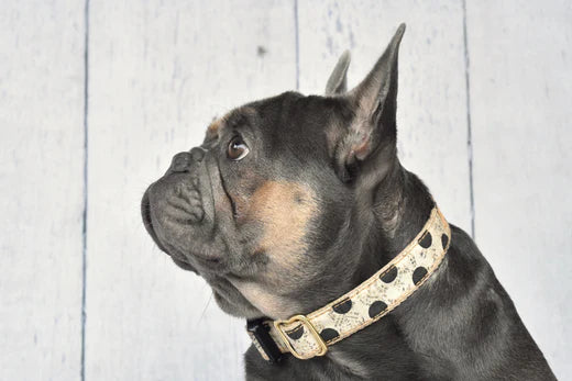 Why your pup needs a collar? (from practical to symbolic)