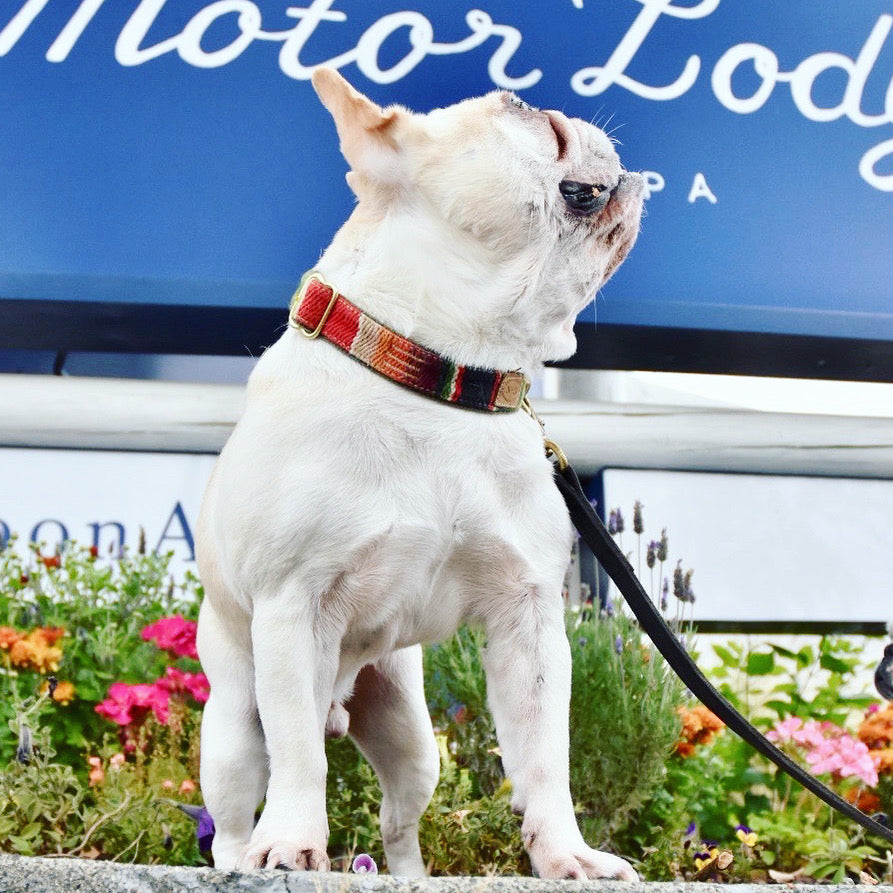 Paws on the Road: How to Airbnb with Your Dog Without Losing Your Leash (or Your Mind)