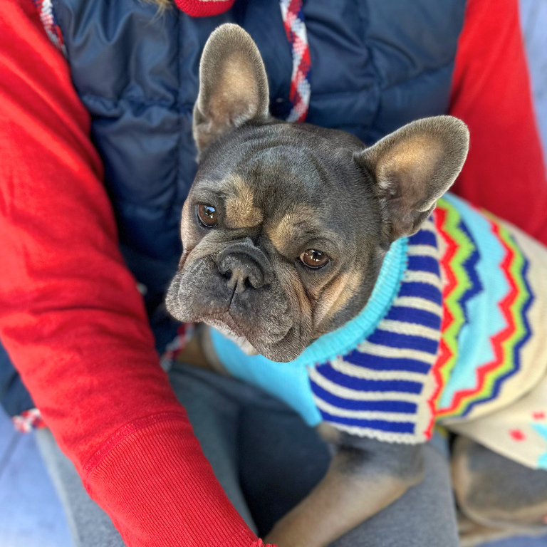 Dog wearing a colorful sweater being held by a person with a red sleeve.